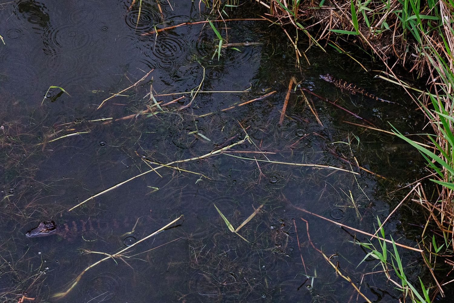 Dark swamp water with submerged reeds and grass along the muddy bank in a wetland habitat.