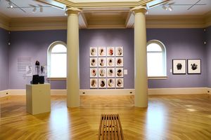 Art gallery interior with herringbone wood floors, purple walls, framed artwork displays, and classical columns under arched windows.