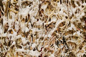 Close-up texture of dried plant fibers and cotton creating an intricate natural abstract pattern.