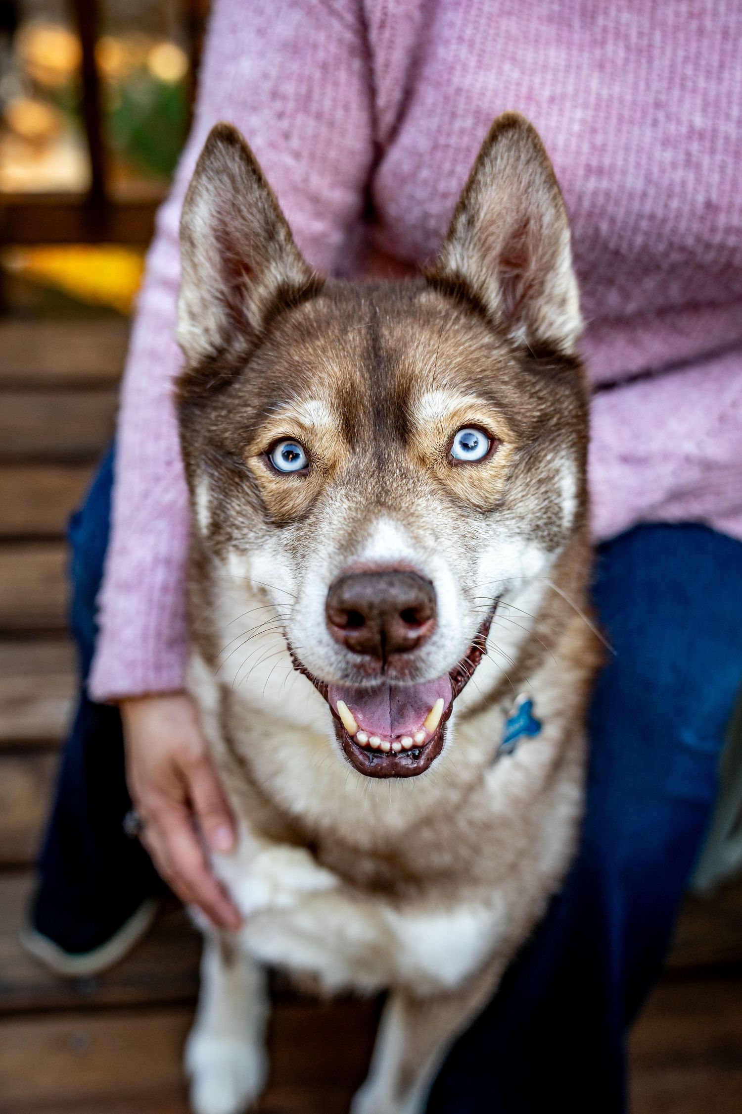 A happy brown and white Siberian Husky with striking blue eyes sitting with its owner outdoors.