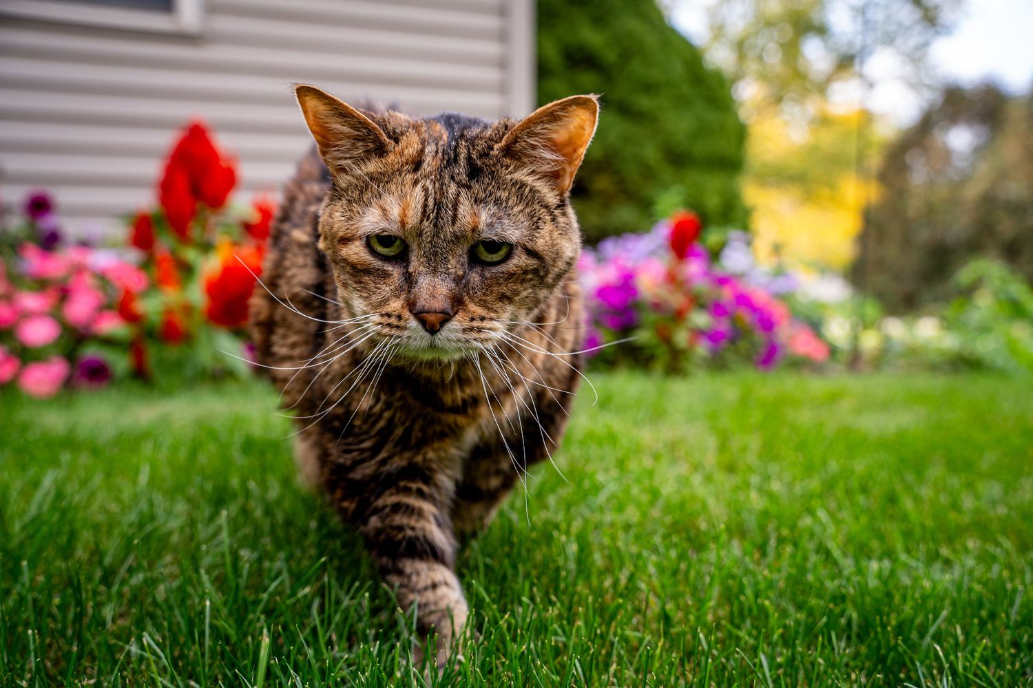 A tortoiseshell cat walking through lush green grass with colorful flowers blooming in the background.