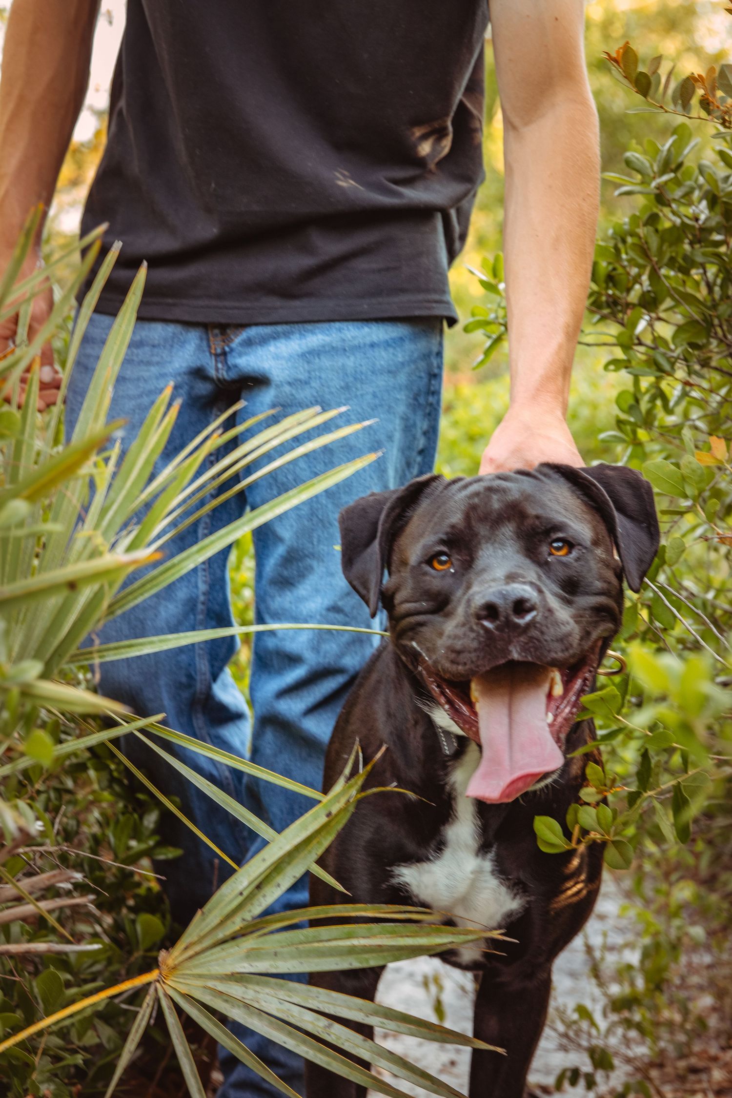 Photography of a dog as he walks along a trail in Florida at his owner's side