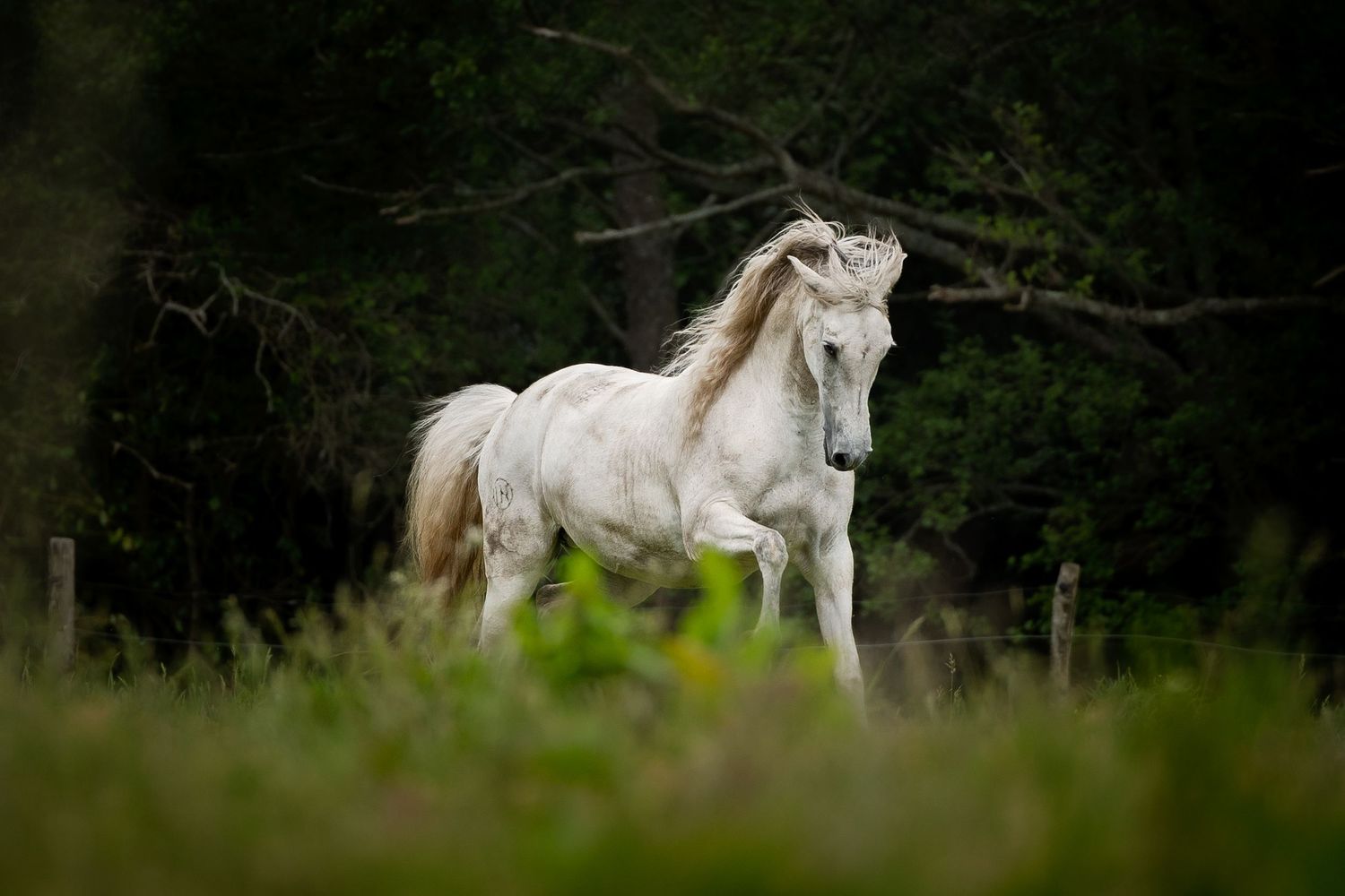 horse photography
