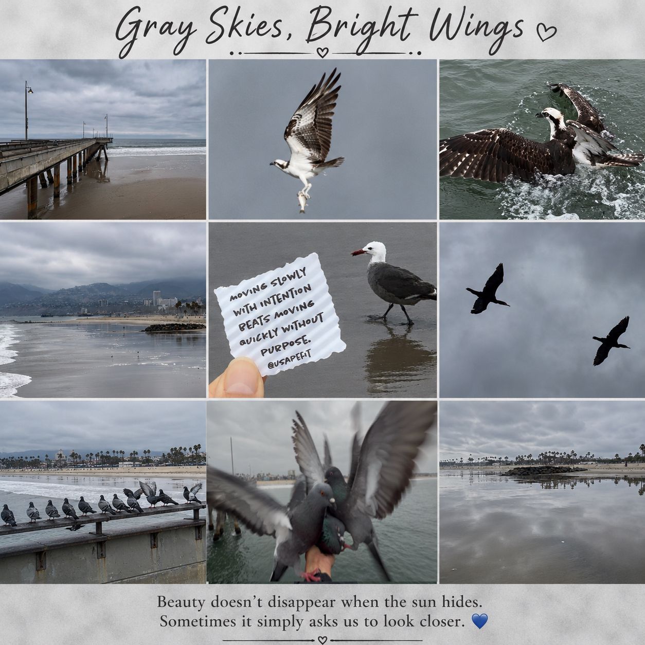 A gray coastal collage titled Gray Skies Bright Wings featuring seagulls, pigeons, a pier, and overcast skies near the ocean.