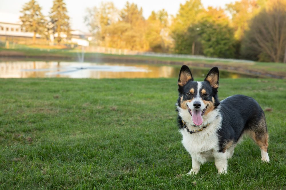 Tri-color Corgi dog standing on green grass with tongue out near a reflective pond in autumn.