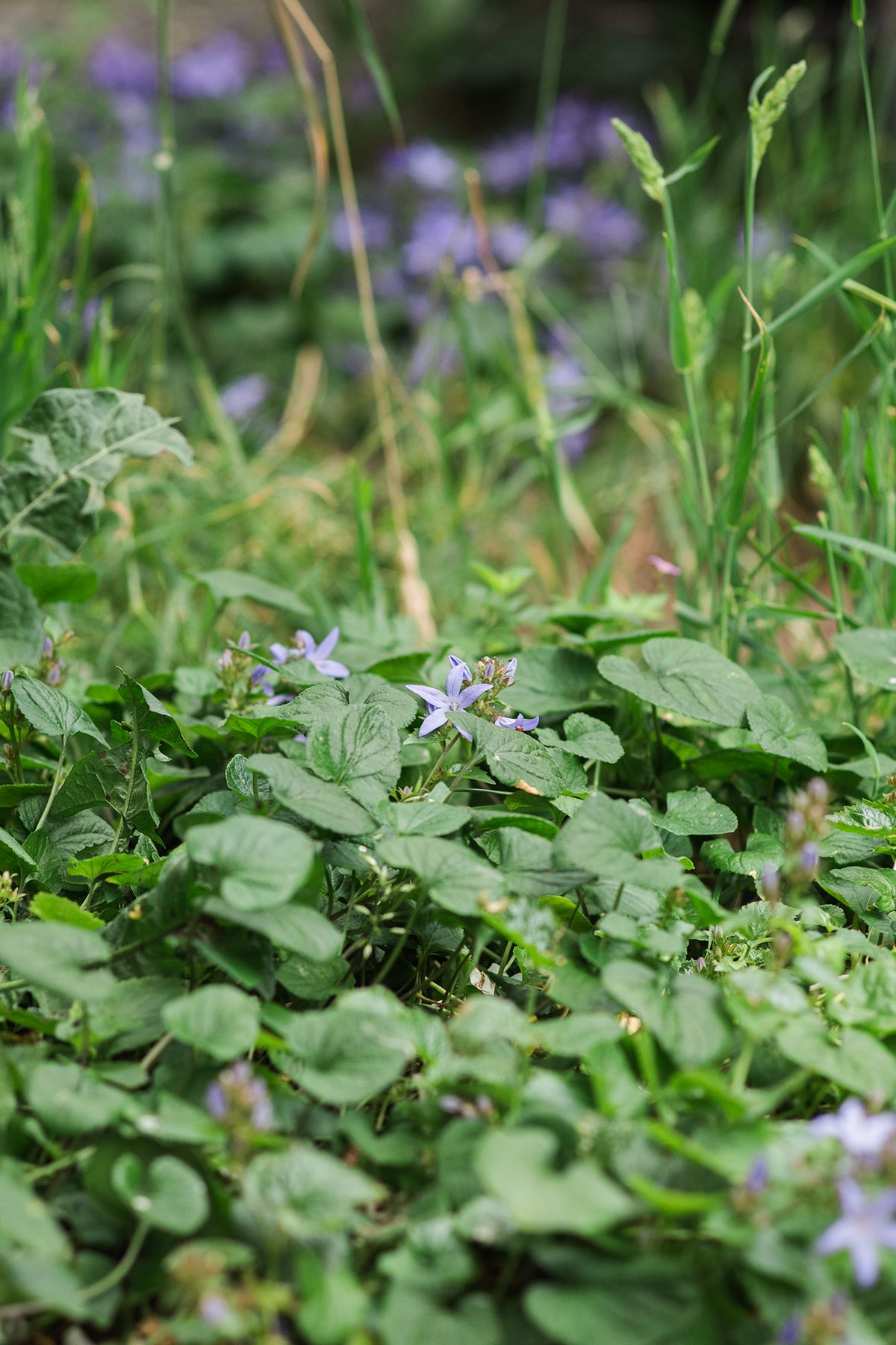 Close-up of wild green groundcover plants with small purple campanula flowers growing in a natural meadow setting.