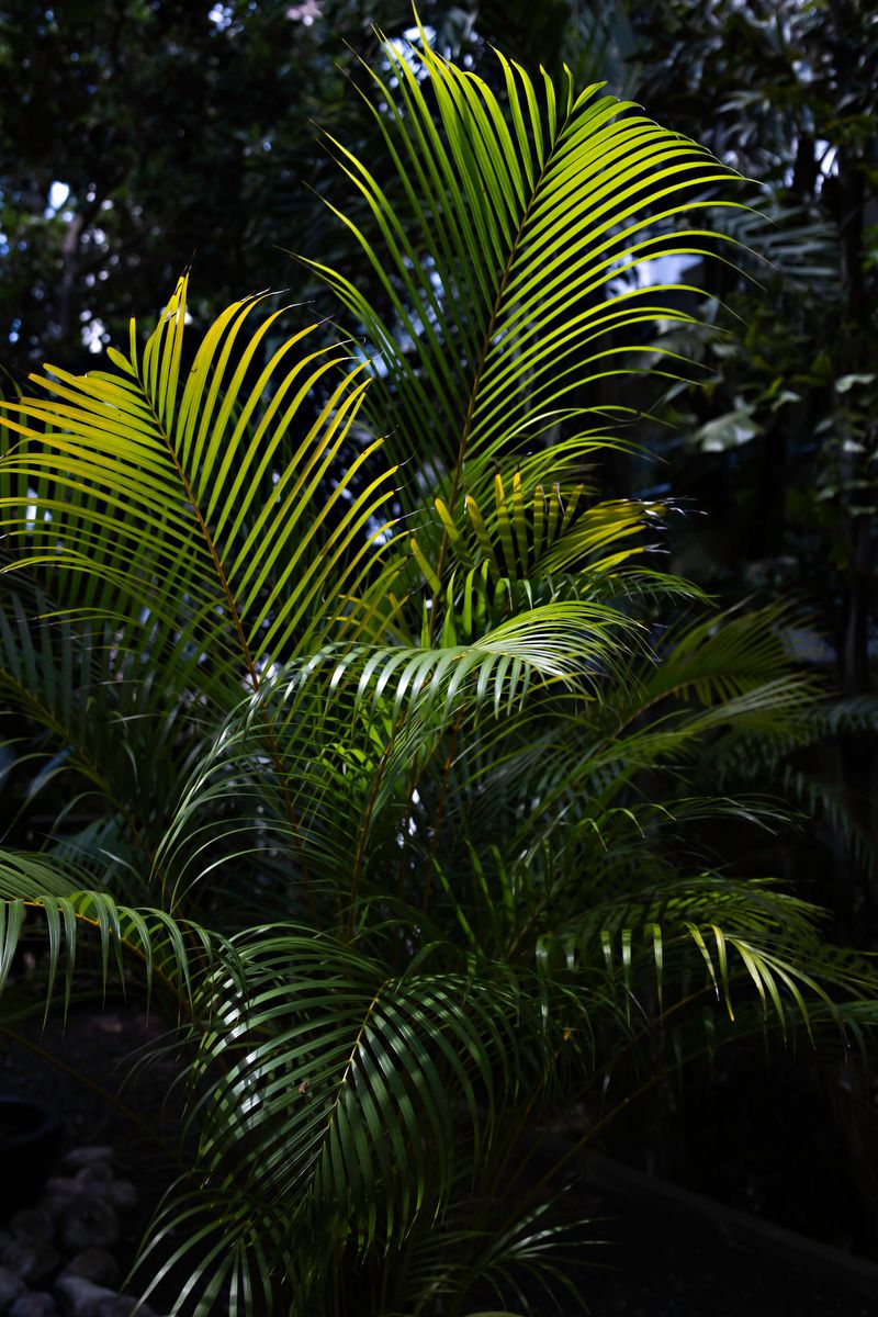 Lush tropical palm tree with bright green fronds illuminated by sunlight against a dark forest background.