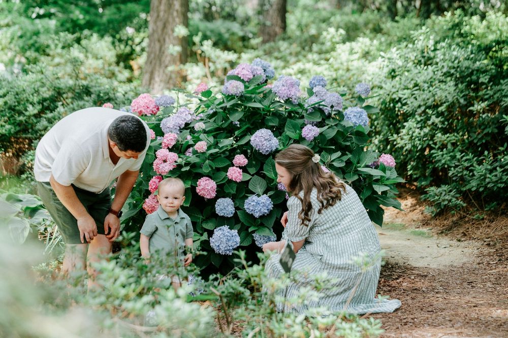 Young family with baby discovers colorful hydrangea bush in a lush green garden together.