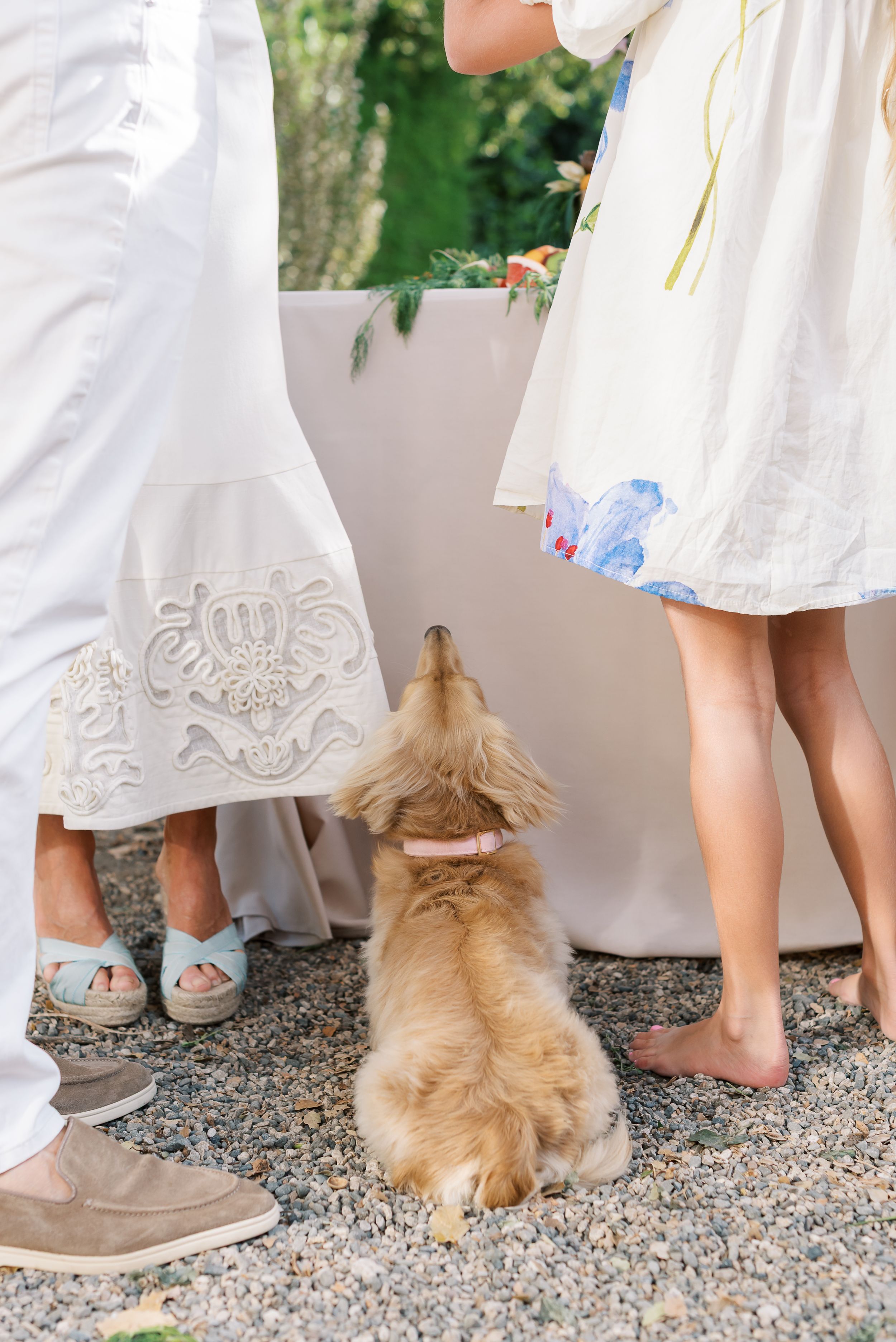 Dog looking up at the food table at vow renewal party in Montecito