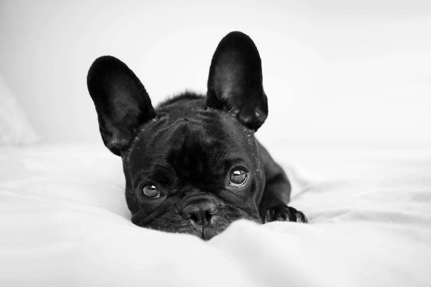French Bulldog posing for a photo on bed