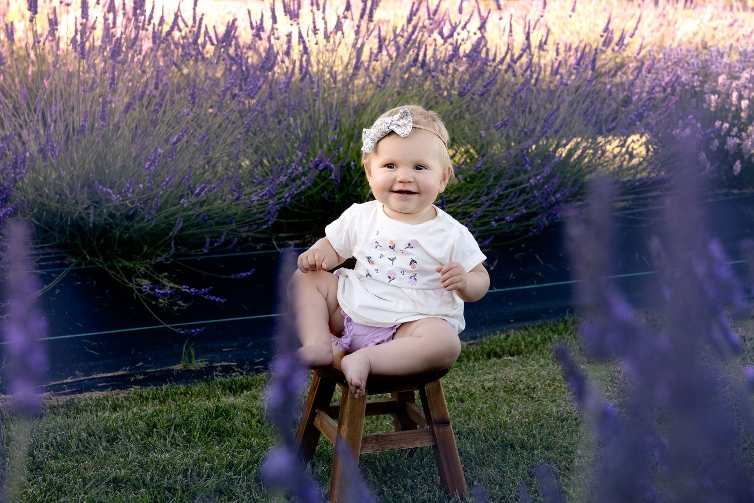 Baby girl in white onesie sitting on wooden stool surrounded by blooming purple lavender fields.