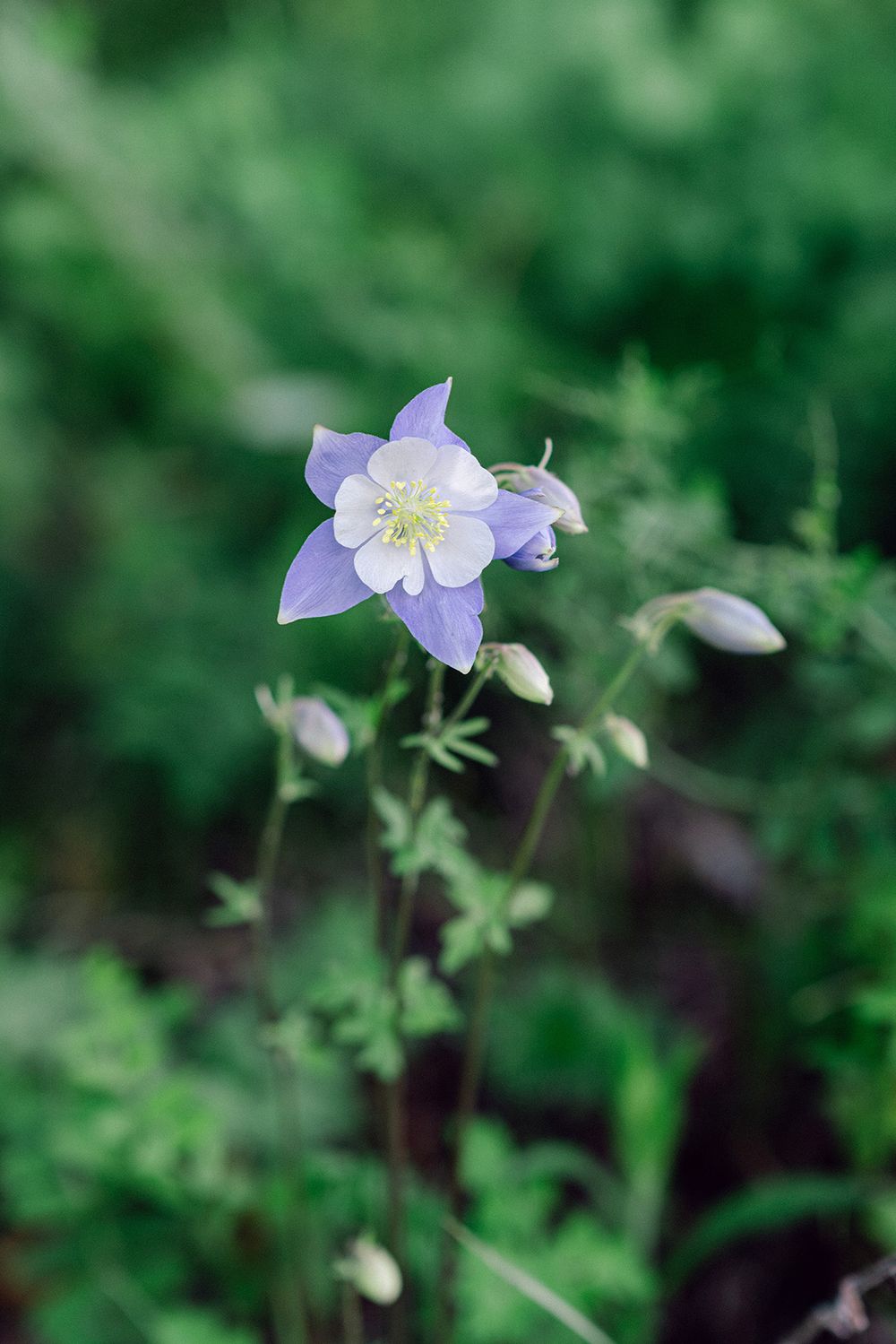 A delicate purple columbine flower blooms against a soft green background.