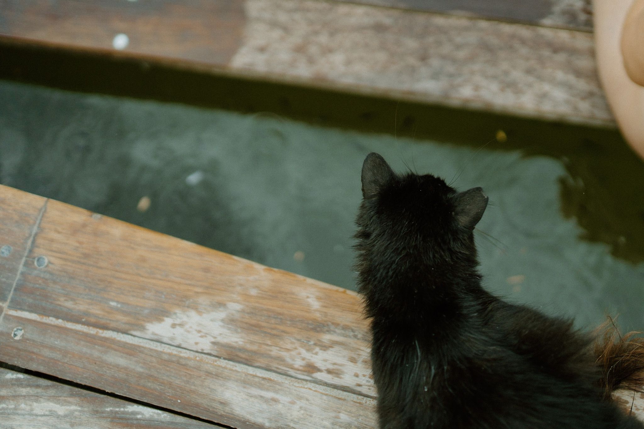 Black cat sitting on a wooden dock looking out over dark water on a calm day.
