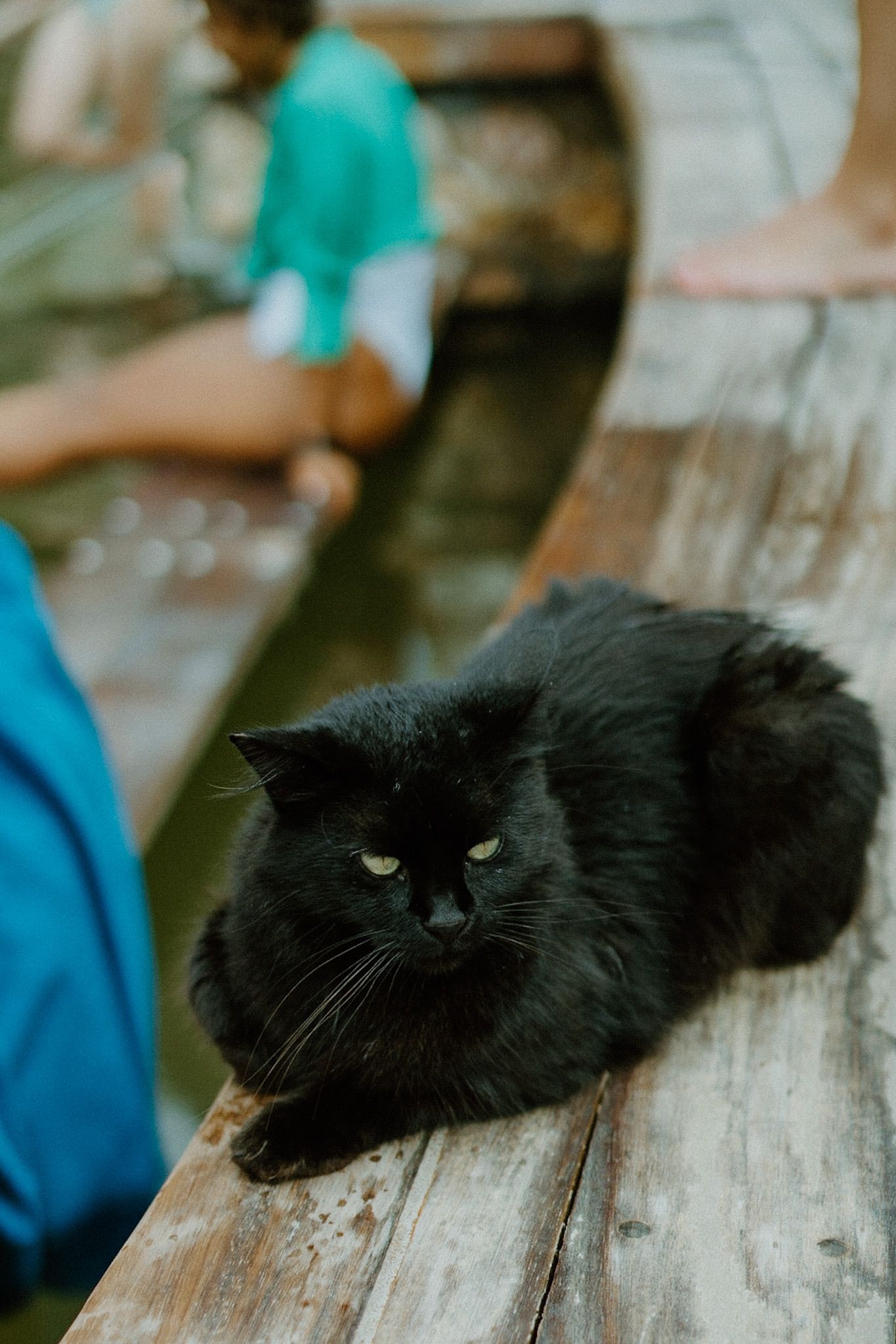 A fluffy black cat with yellow eyes lounges on a wooden deck while someone in turquoise clothing sits nearby.
