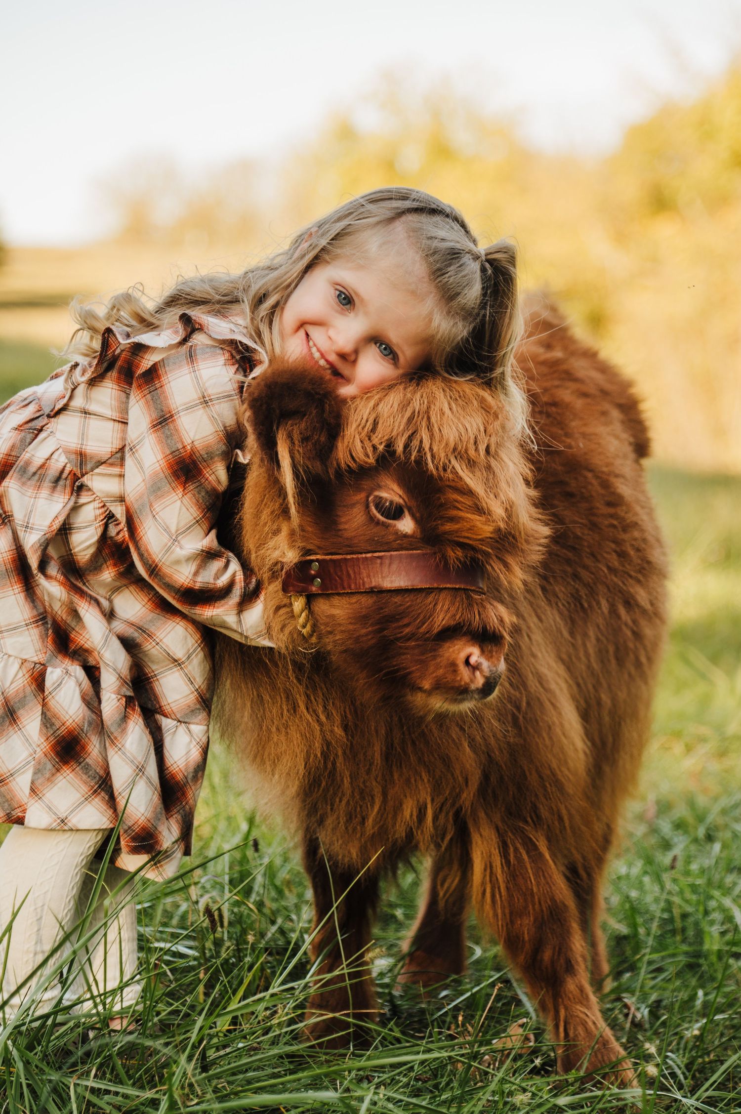 A young child in a plaid dress hugs a fluffy brown Highland cow in a sunny autumn field.