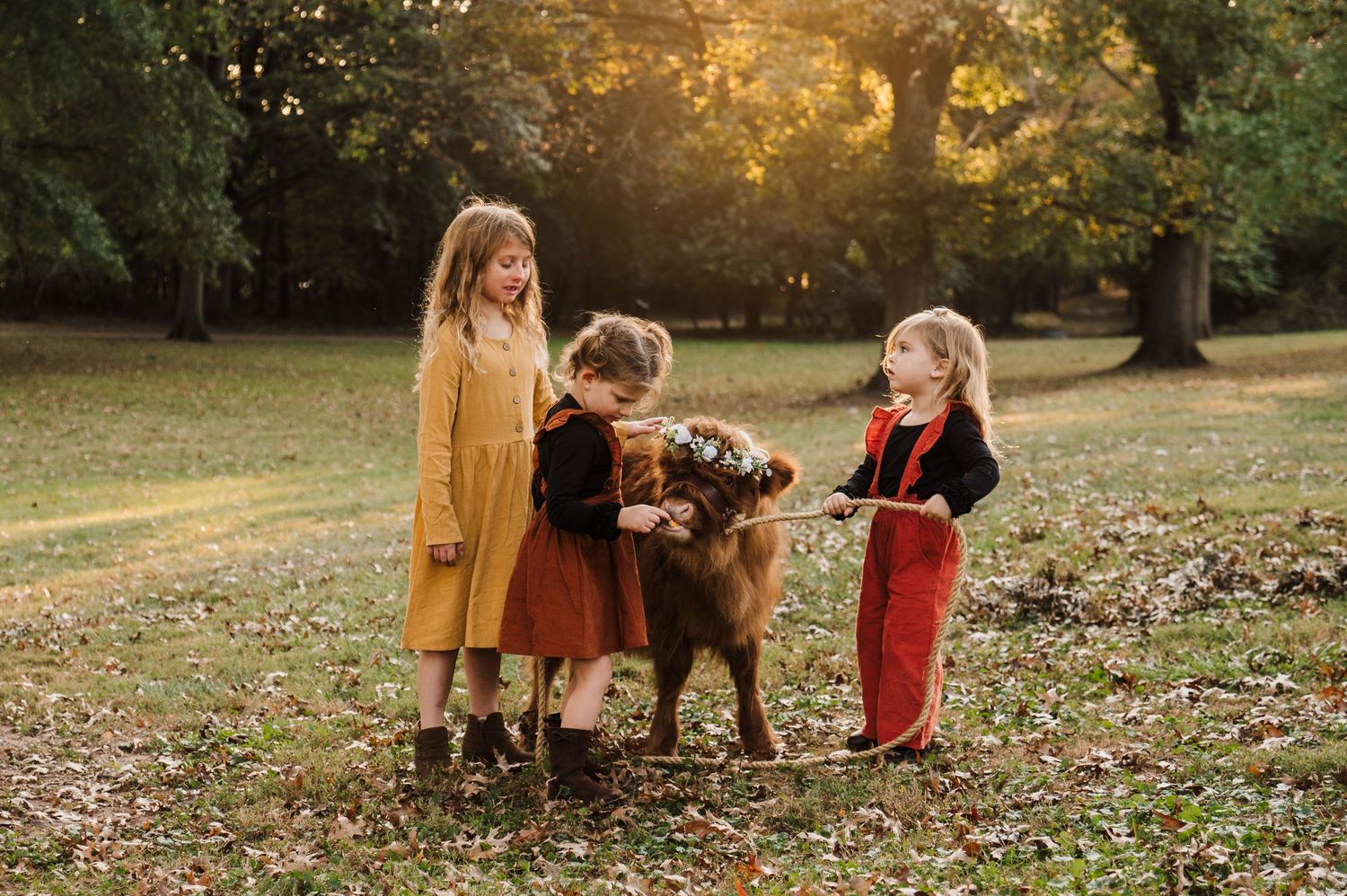 Children play with a Highland cow in a fall setting with golden sunlight filtering through trees.