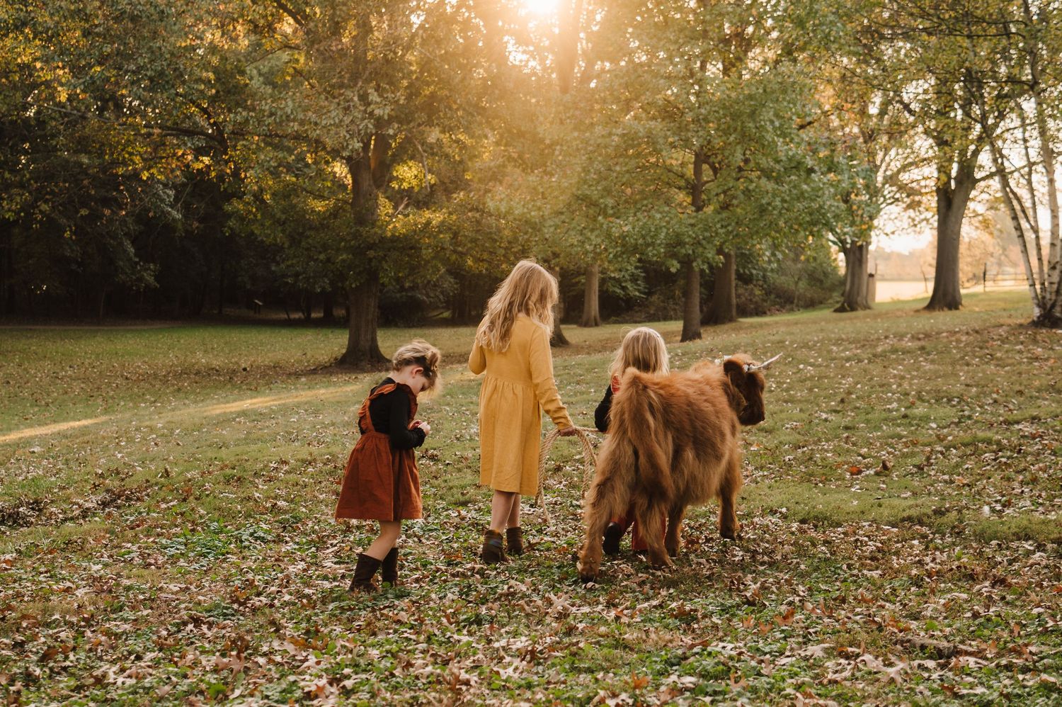 Children walk with a Highland cow through fallen autumn leaves at sunset.