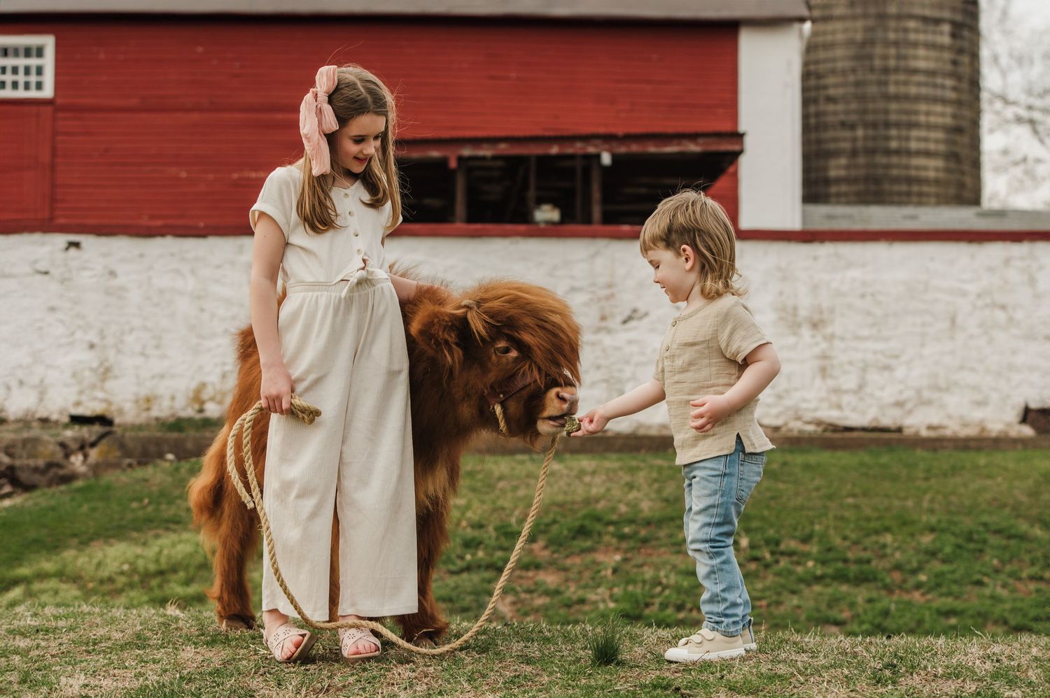 A brown highland cow meeting people by a red barn in countryside setting.