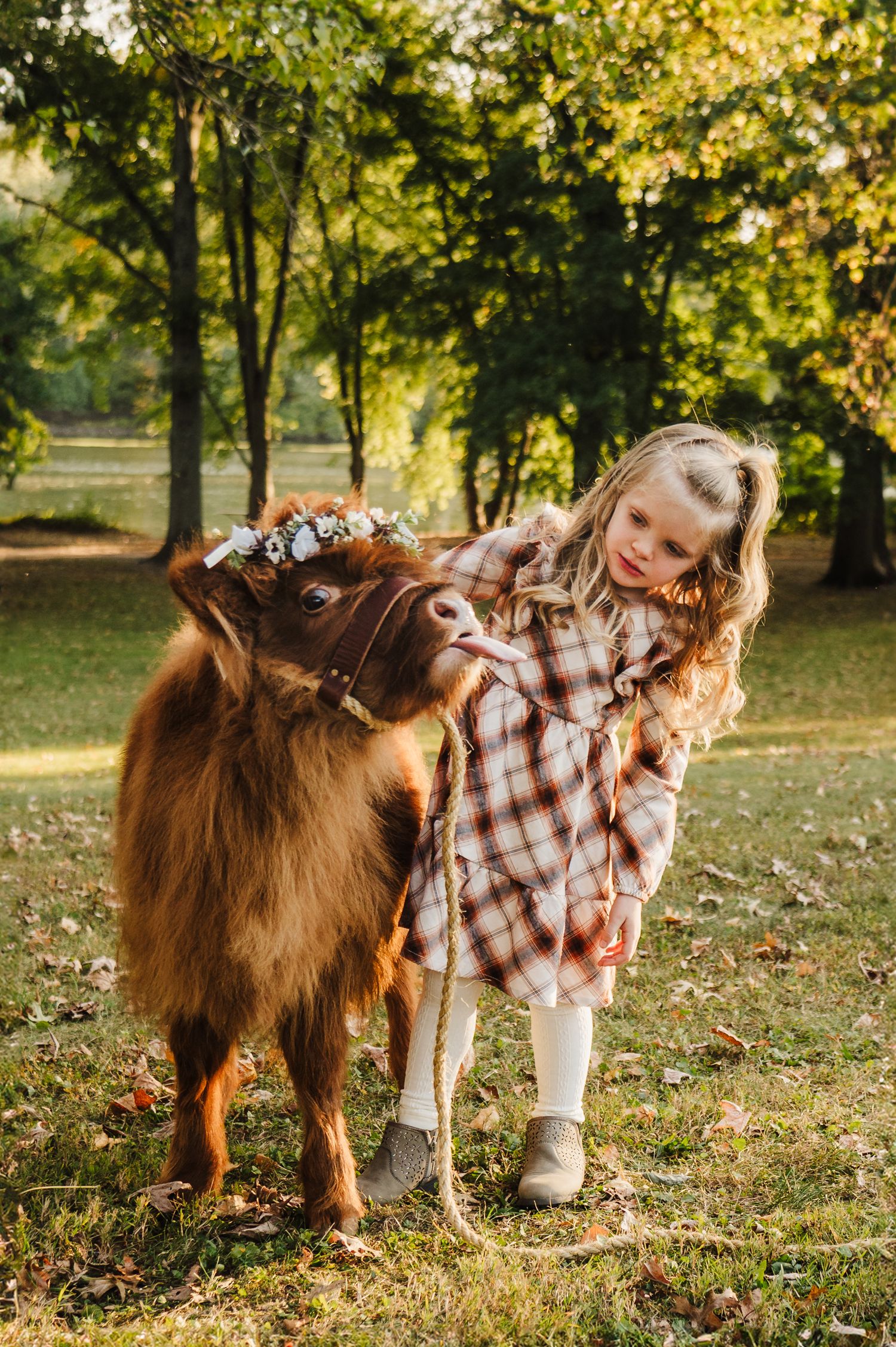 Brown dogs interacting playfully in a park setting during golden hour.