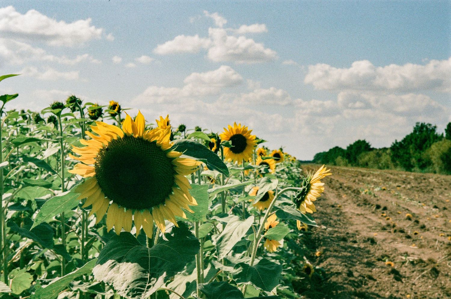 Beautiful sunflowers bloom in a field against blue sky and puffy clouds on a sunny day.