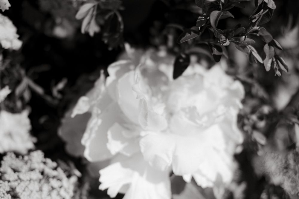 Macro shot of white flowers in soft black and white focus.