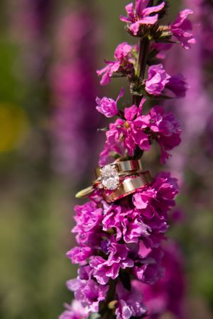Wedding rings nestled among vibrant pink flowers on a blossoming branch in soft natural light.