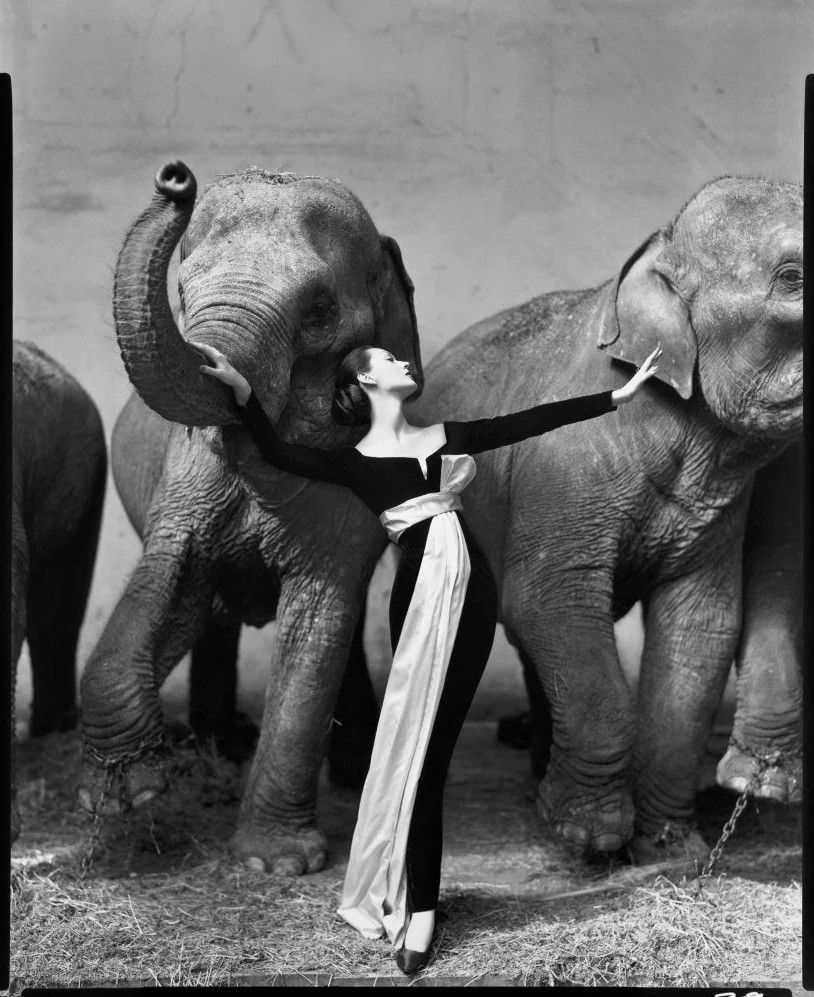 Richard Avedon Dovima met olifanten 1955