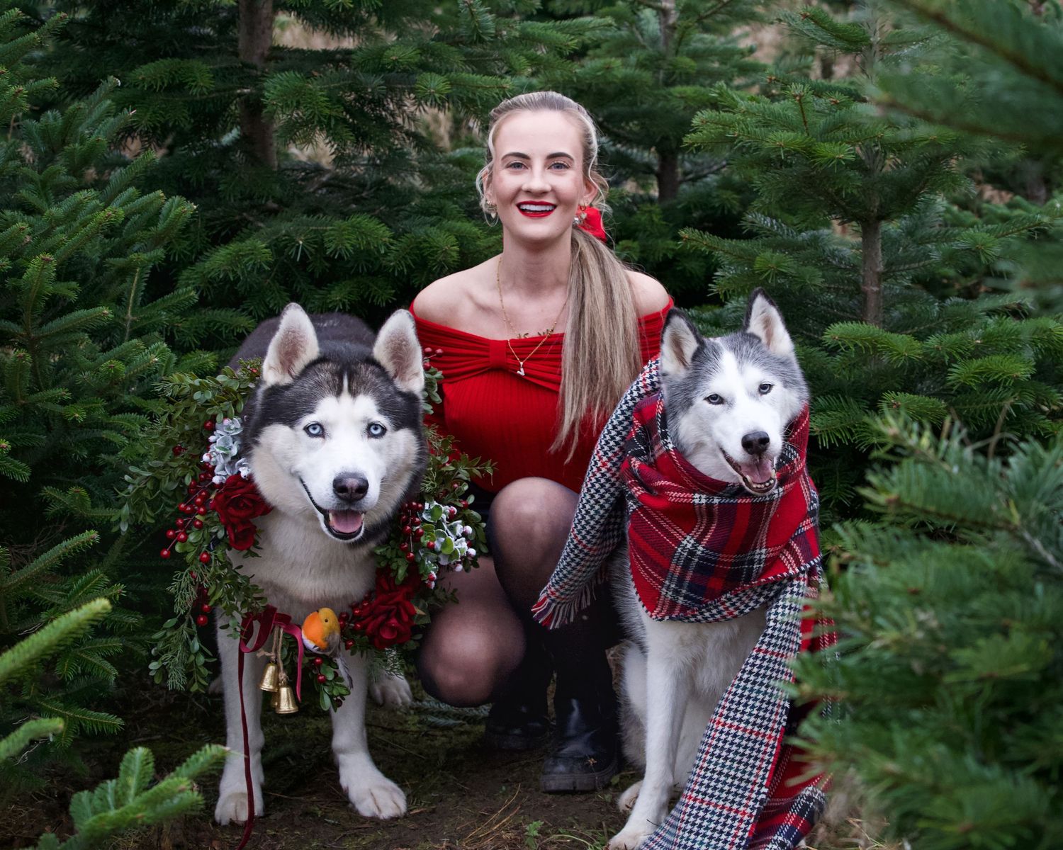 Husky dogs in festive Christmas attire posing among evergreen trees.