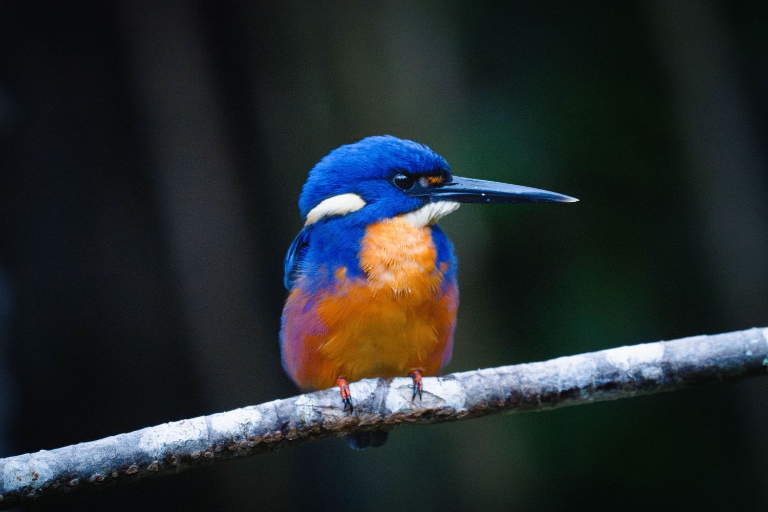 A vibrant Azure Kingfisher perches alertly on a branch.