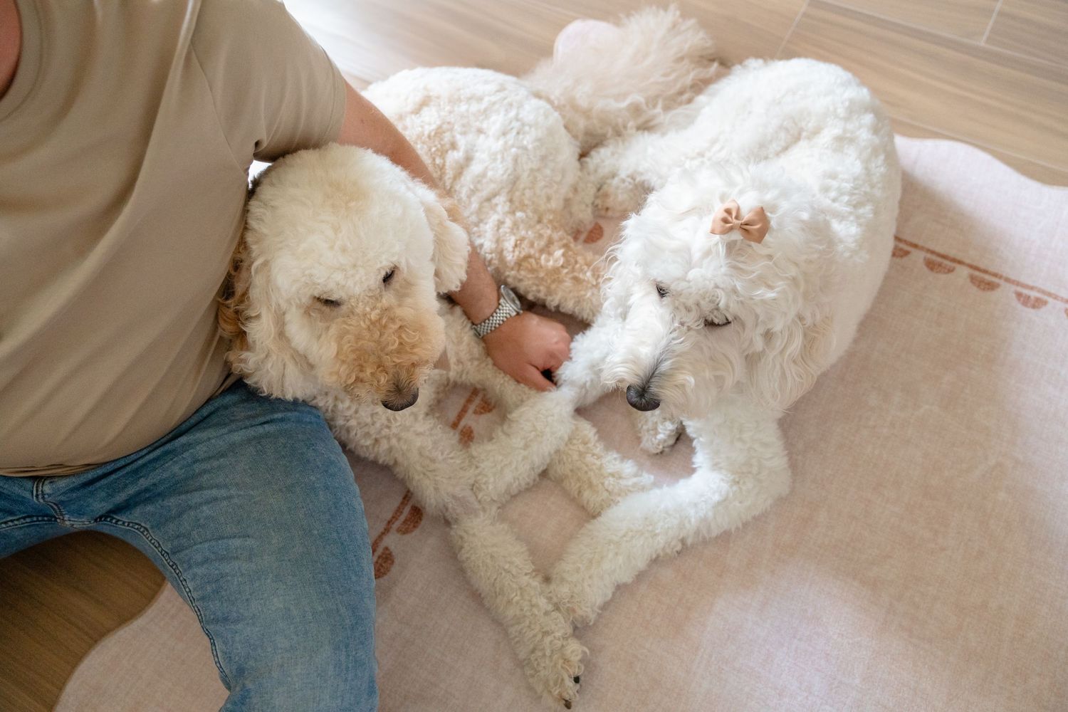 Two fluffy white Goldendoodle dogs cuddling together on a rug near a person wearing jeans.