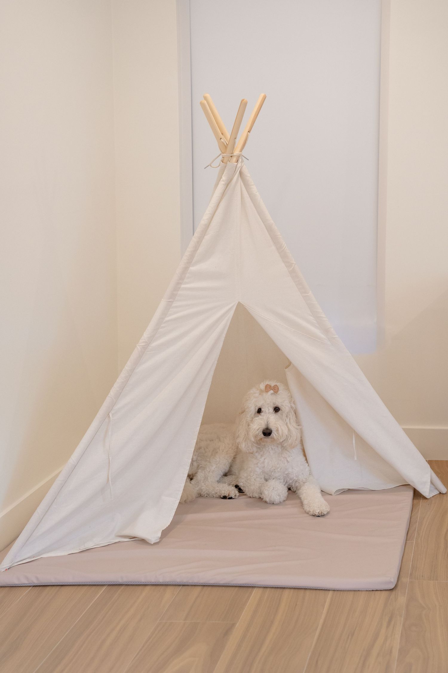 White fluffy dog sitting inside a white canvas teepee pet tent on a light wood floor.