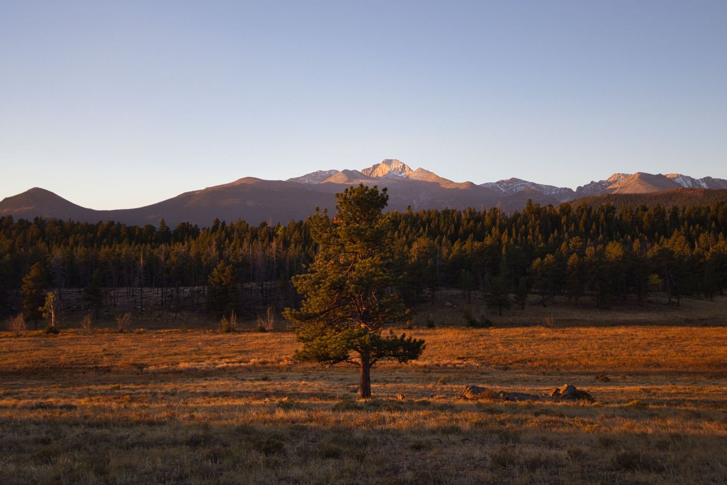 Lone tree standing tall in Moraine Park basking in the alpenglow. Pixcapades | The Rocky Mountain Proposal Photographer