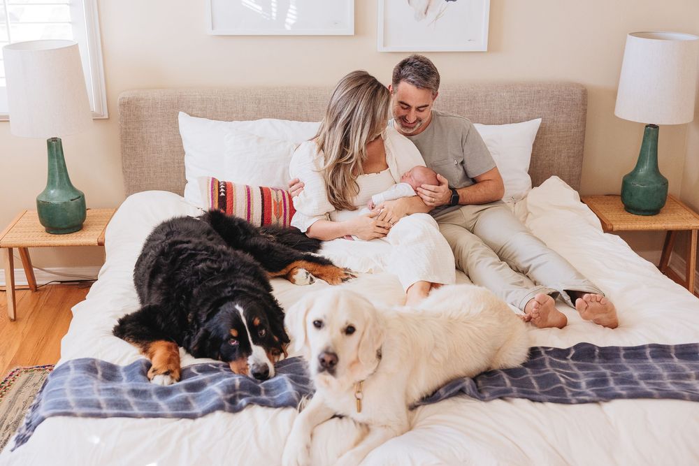 Happy couple with newborn baby relaxing on bed with two dogs, Bernese Mountain and Golden Retriever.