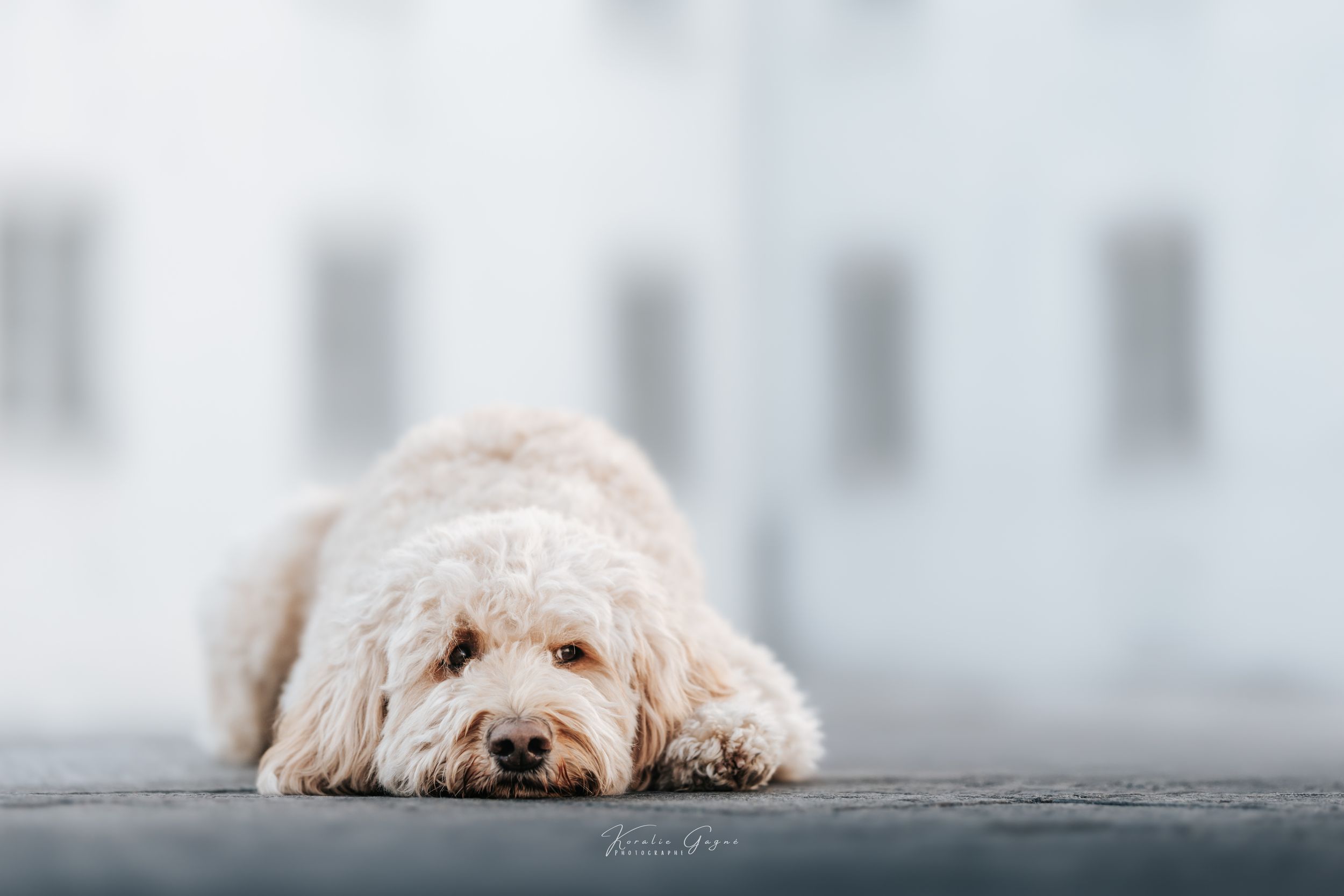 A fluffy white Labradoodle rests its head on a gray surface with a blurred white building in the background.