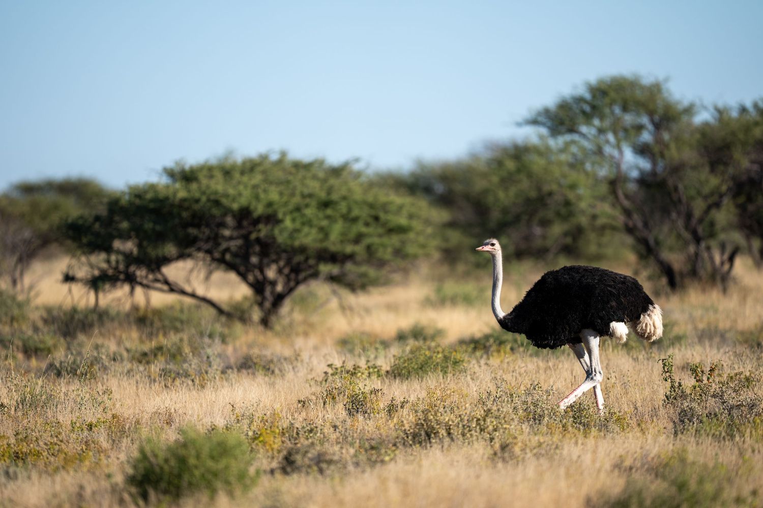 A male ostrich walks through dry savanna grassland with acacia trees in the background under a clear blue sky.