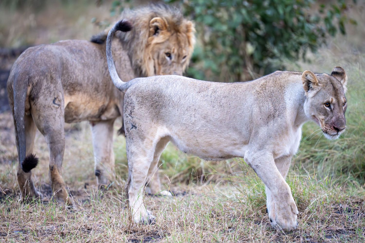A male lion and lioness walk together through a grassy savanna in the wild.