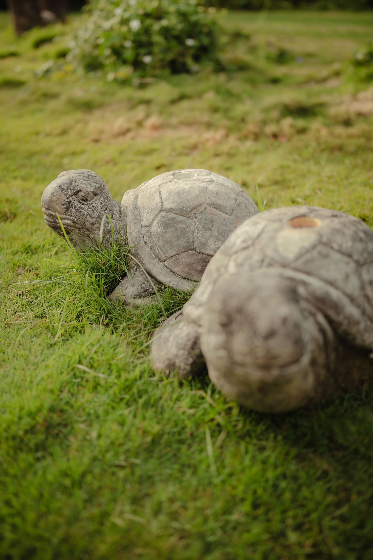Two stone tortoise garden statues resting on lush green grass outdoors.