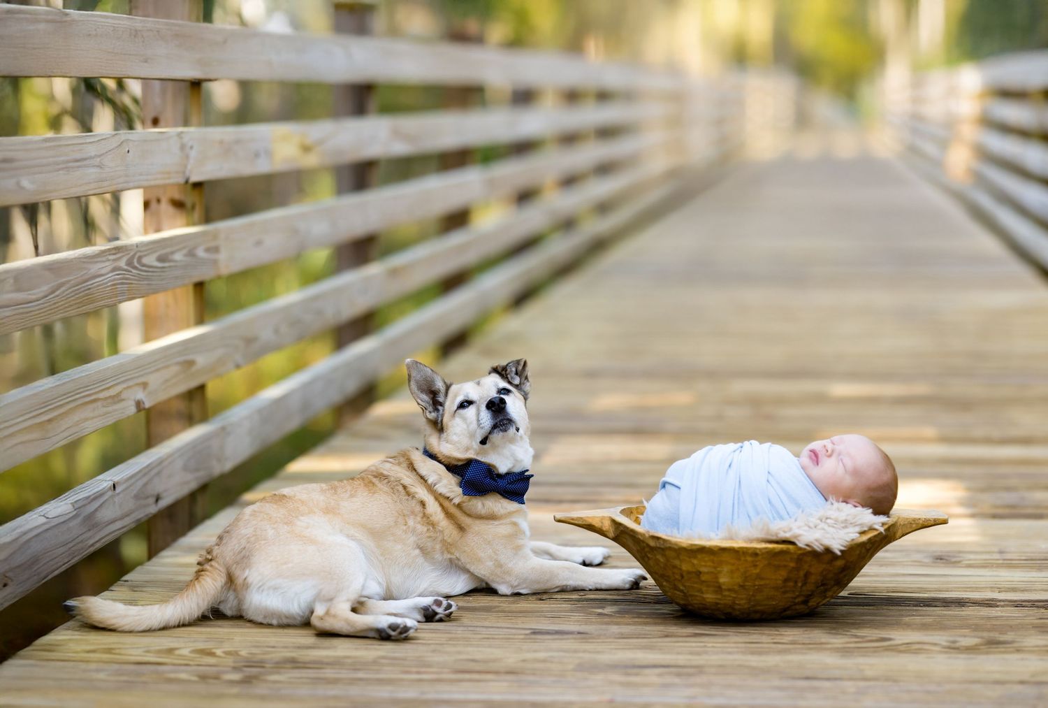 A French Bulldog wearing a bow tie lies beside a sleeping newborn in a basket on a wooden bridge boardwalk.