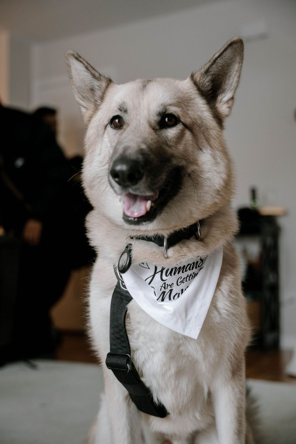 A happy German Shepherd dog wearing a white bandana reading Humans Are Better at a wedding event.