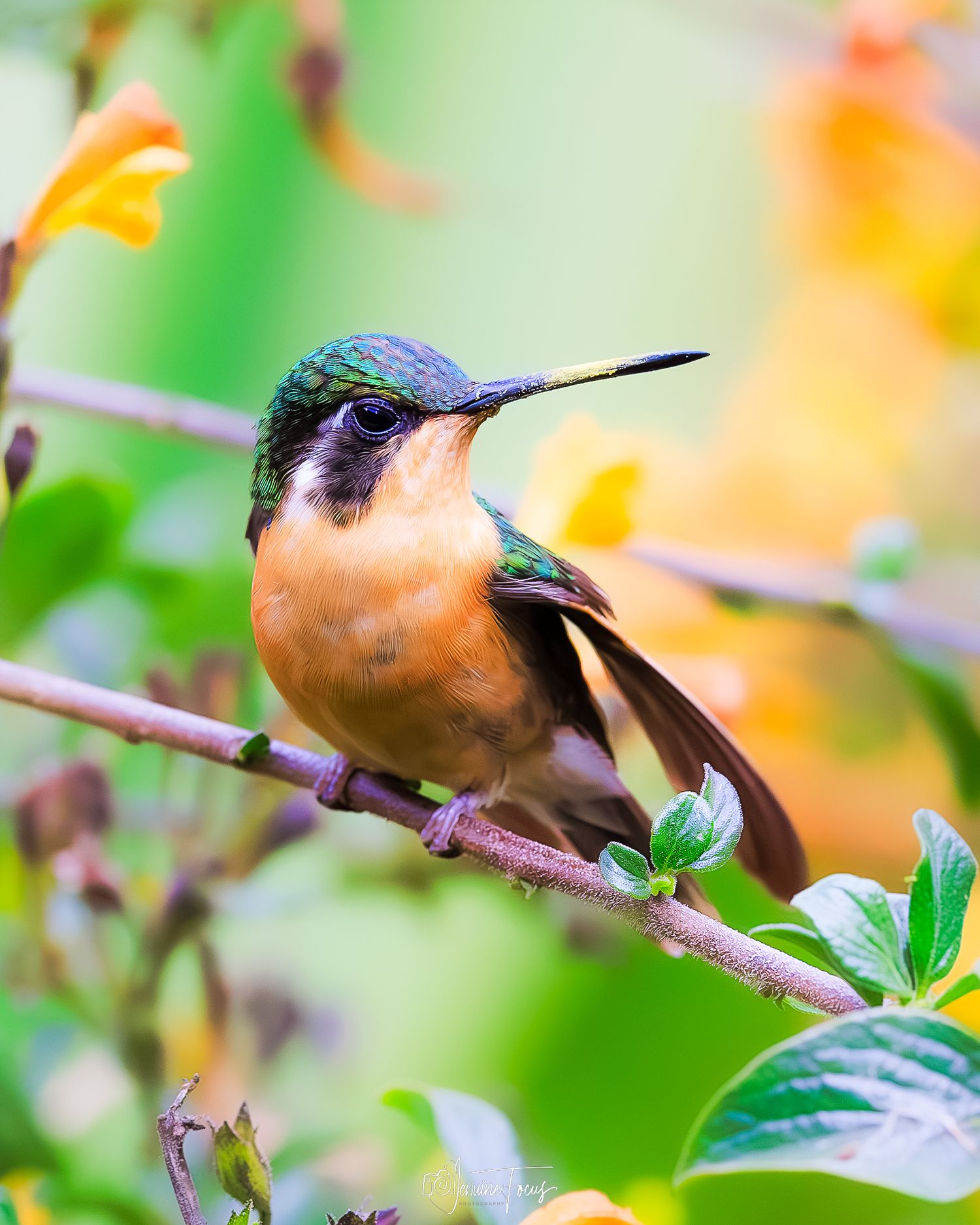 Hummer of Costa Rica