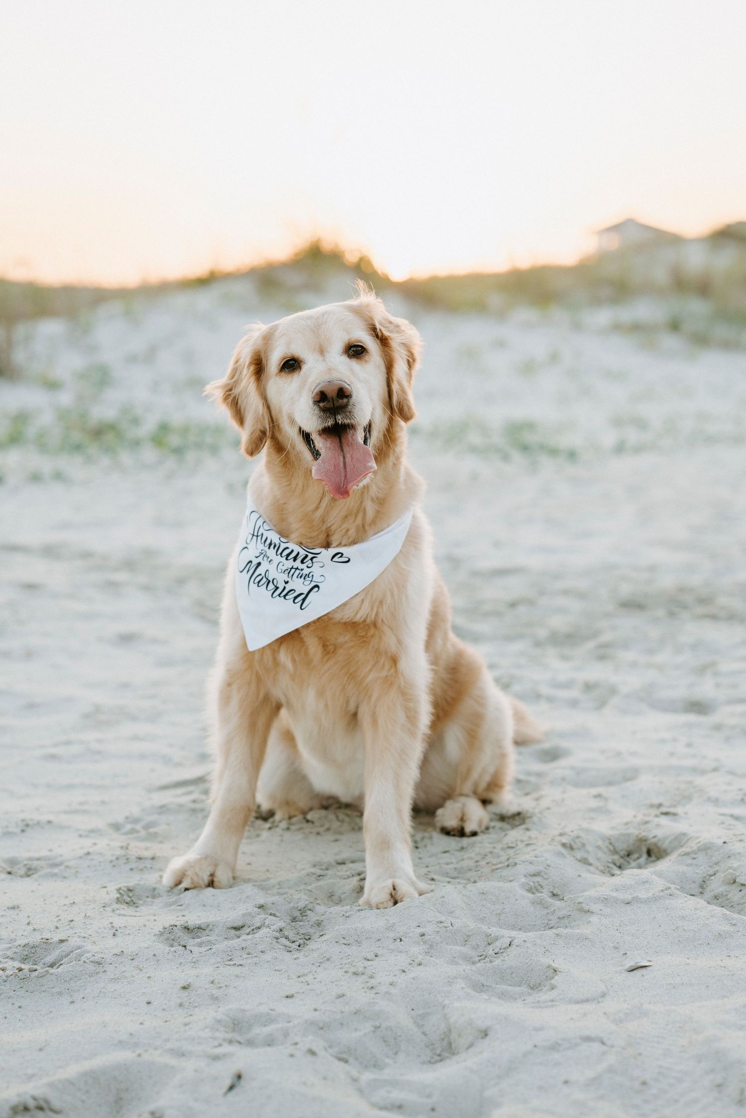 Happy golden retriever wearing a white bandana sits on sandy beach at sunset.