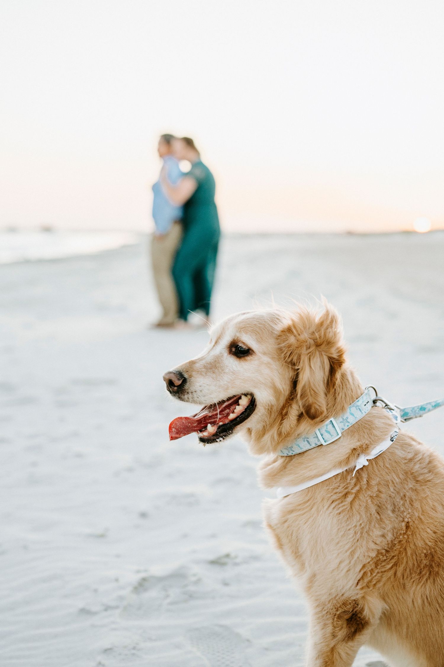 Golden retriever with blue collar enjoying the beach while people stand in background.