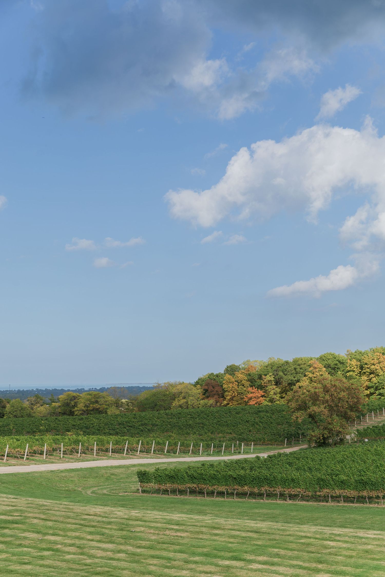 Panoramic view of vineyard rows and autumn trees across rolling green hillside at Vineland Estates Winery.