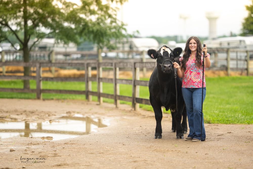 Black show cattle in a fenced arena with American flags visible in background.
