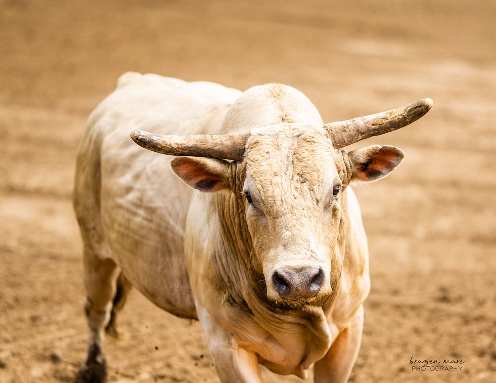 Sepia toned close-up portrait of a light colored show cow.