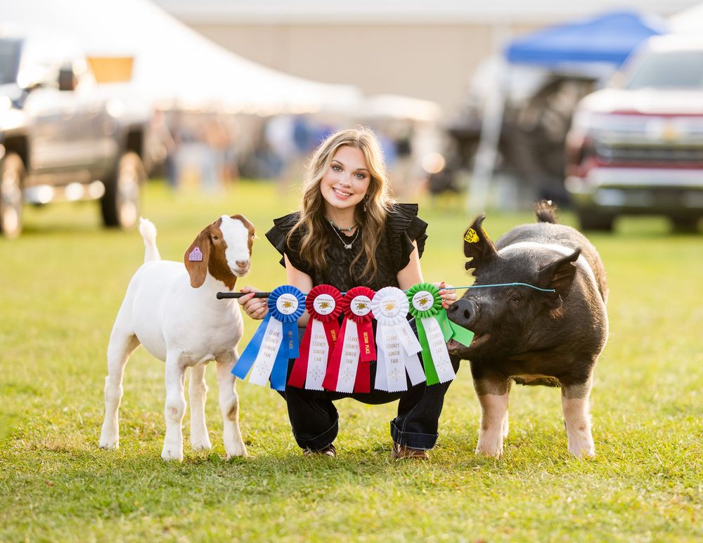 Row of award ribbons displayed at livestock show with animals in background.