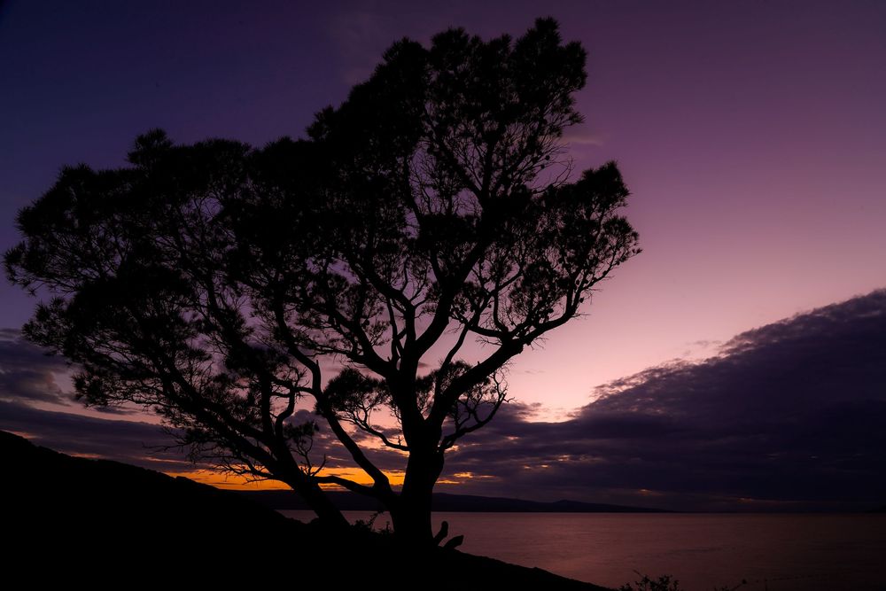 Silhouetted tree branches against a vibrant purple and pink sunset sky create a dramatic panoramic view.