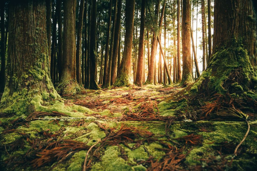 Sunlit forest path through towering evergreen trees with moss-covered ground and golden sunbeams filtering through branches.