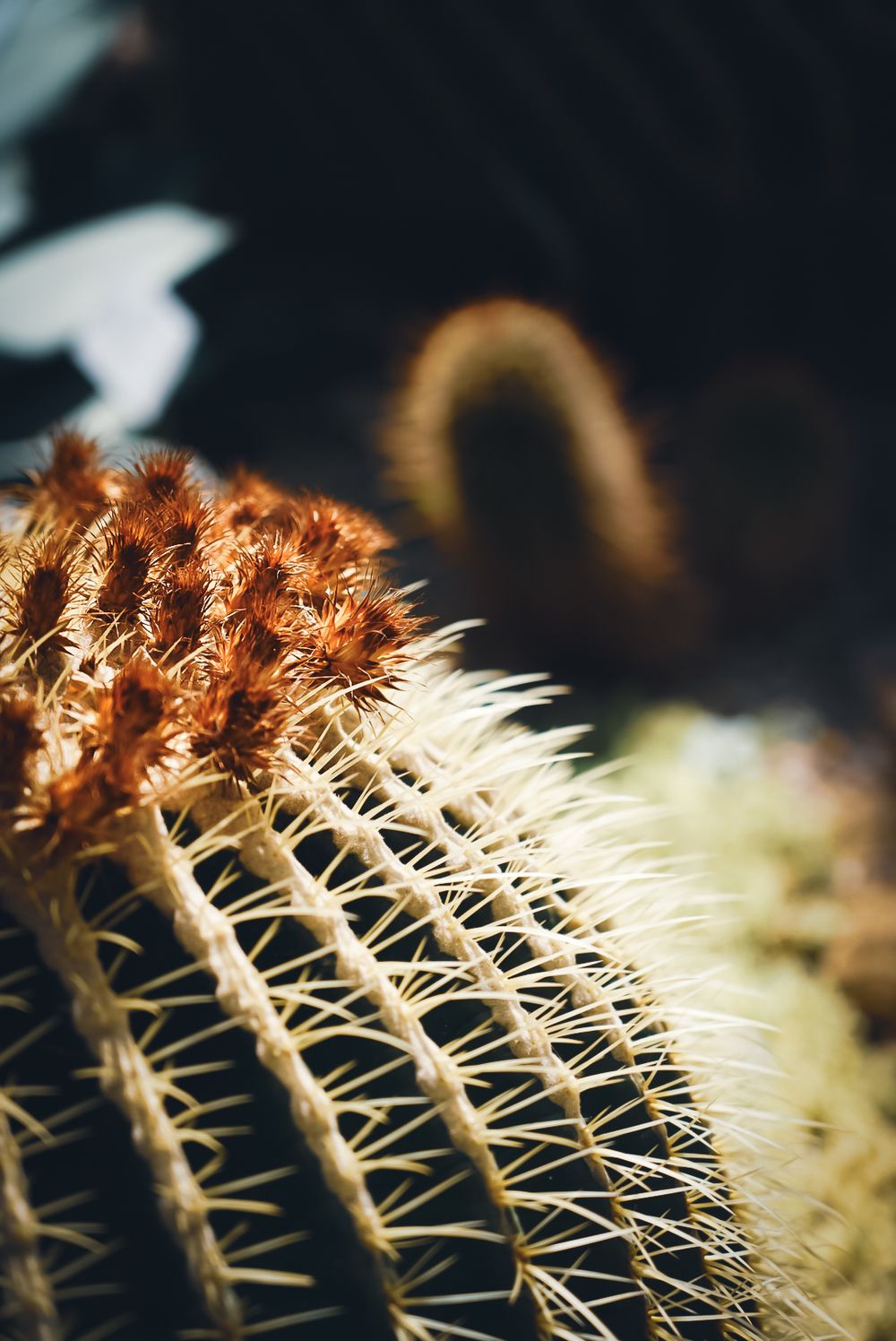 Close-up macro photograph of golden cactus spines glowing against a dark background with dramatic lighting.