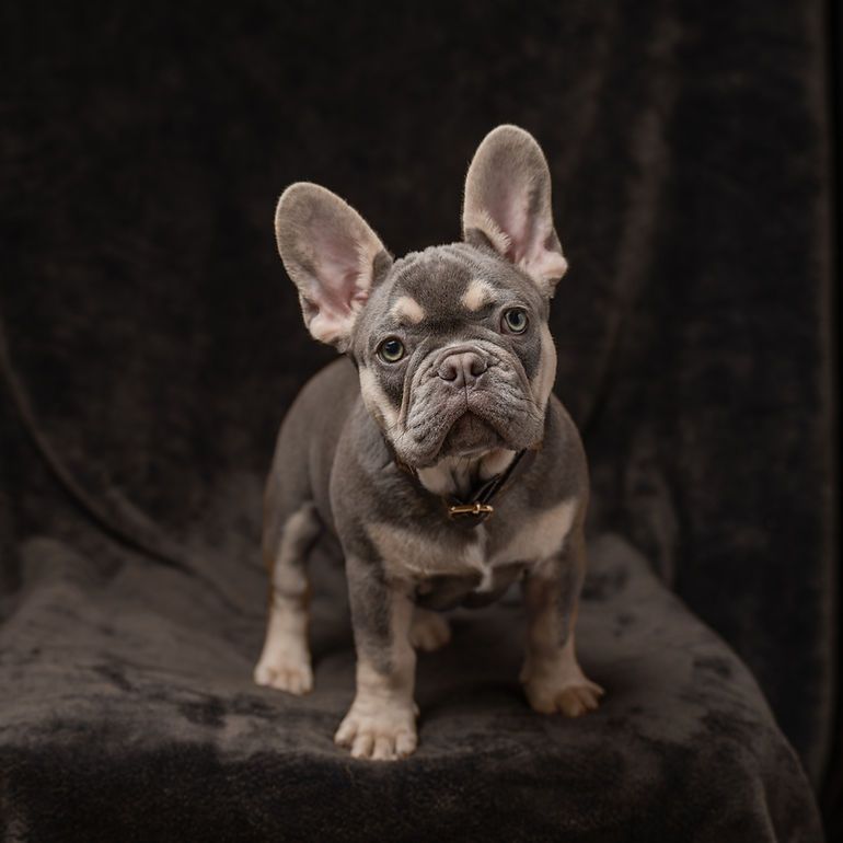 Adorable blue French Bulldog puppy standing on dark velvet surface in a studio portrait.